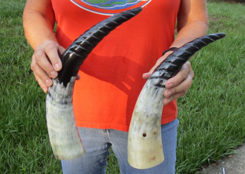 2 pc lot of Spiral Carved Polished Buffalo Horn