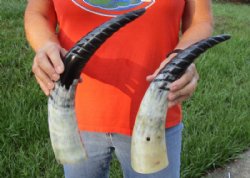 2 pc lot of Spiral Carved Polished Cattle/Cow Horns, 15 and 16 inches for $22/lot 