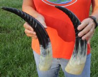 2 pc lot of Spiral Carved Polished Cattle/Cow Horns, 15 and 16 inches for $31/lot 