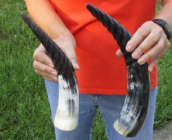 2 pc lot of Spiral Carved Polished Cattle/Cow Horns, 12 and 14 inches for $18/lot 