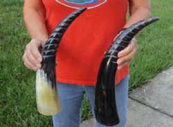 2 pc lot of Spiral Carved Polished Cattle/Cow Horns, 15 and 16 inches $22/lot 