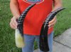 2 pc lot of Spiral Carved Polished Buffalo Horn, 15 and 16 inches around the curve (you will receive the horns pictured) for $31/lot