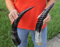 2 pc lot of Spiral Carved Polished Cattle/Cow Horn, 16 and 17 inches for $22/lot 