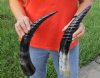 2 pc lot of Spiral Carved Polished Buffalo Horn, 16 and 17 inches around the curve (you will receive the horns pictured) for $31/lot