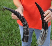 2 pc lot of Spiral Carved Polished Cattle/Cow Horn, 16 and 17 inches for $31/lot 