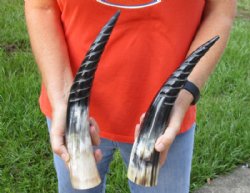2 pc lot of Spiral Carved Polished Cattle/Cow Horns, 13 and 14 inches for $25/lot 