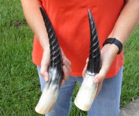 2 pc lot of Spiral Carved Polished Cattle/Cow Horns, 13 and 14 inches for $25/lot 
