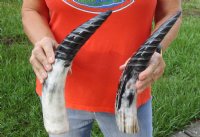 2 pc lot of Spiral Carved Polished Buffalo Horn, 13 and 14 inches around the curve (you will receive the horns pictured) for $25/lot 