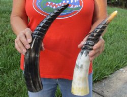 2 pc lot of Spiral Carved Polished Cattle/Cow Horns, 15 and 16 inches for $31/lot 