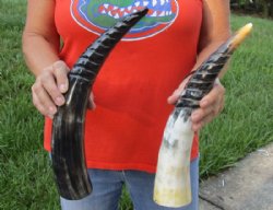 Two piece Spiral Carved Polished Cattle/Cow Horns, 15 and 16"