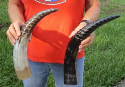 2 pc lot of Spiral Carved Polished Cattle/Cow Horns, 16 and 17 inches for $31/lot 