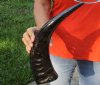 16 inch Semi polished buffalo horn - You are buying the horn pictured for $19