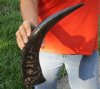 17 inch Semi polished buffalo horn - You are buying the horn pictured for $19