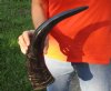 18 inch Semi polished buffalo horn - You are buying the horn pictured for $19
