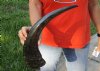 19 inch Semi polished buffalo horn - You are buying the horn pictured for $19