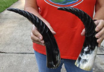 2 pc lot of Spiral Carved Polished Cattle/Cow Horns, 13 and 14 inches for $25/lot 