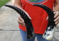 2 pc lot of Spiral Carved Polished Buffalo Horn, 13 and 14 inches around the curve (you will receive the horns pictured) for $25/lot 