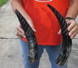 2 pc lot of Spiral Carved Polished Cattle/Cow Horns, 12 and 14 inches for $25/lot 