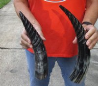 2 pc lot of Spiral Carved Polished Buffalo Horn, 12 and 14 inches around the curve (you will receive the horns pictured) for $25/lot 