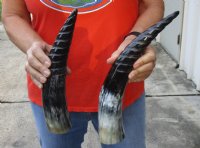 2 pc lot of Spiral Carved Polished Buffalo Horn, 12 and 14 inches around the curve (you will receive the horns pictured) for $25/lot 