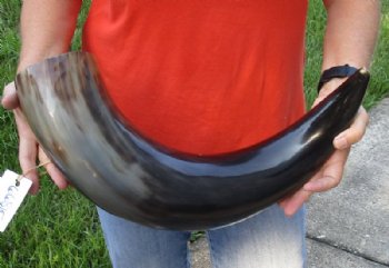 26 inches polished Indian water buffalo horn with wide base opening for sale - $50 