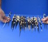#2 grade 5-1/2 to 8-1/2 inch African Porcupine Quills (Hystrix africaeaustralis), 50 piece lot - You are buying the quills pictured for $20 (Holes, discoloration, broken ends)