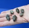 6 piece lot of small map turtle heads (dry preserved in Borax) measuring 1/2 to 3/4 inches - you will receive the turtle heads pictured for $50/lot (strong odor)