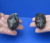 2 piece lot of red-eared slider turtle heads (dry preserved in Borax) measuring 2 inches - you will receive the turtle heads pictured for $25/lot (strong odor)