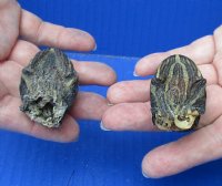 2 piece lot of red-eared slider turtle heads (dry preserved in Borax) measuring 2 inches for $25/lot 