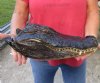 17 inch Preserved Alligator head with mouth and eyes closed (You are buying the  alligator head pictured) for $80  (hole in top of head)