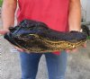 17 inch Preserved Alligator head with mouth and eyes closed (You are buying the  alligator head pictured) for $80  (hole in top of head)