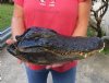 17 inch Preserved Alligator head with mouth and eyes closed (You are buying the  alligator head pictured) for $80  