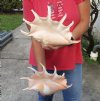 2 pc lot of 13 inch giant spider conch shells for decorating - you are buying the one pictured for $28/lot