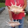 2 pc lot of 13 and 13-1/2 inch giant spider conch shells for decorating - you are buying the one pictured for $28/lot