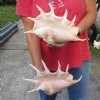 2 pc lot of 12 and 12-1/2 inch giant spider conch shell for decorating - you are buying the one pictured for $23/lot