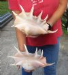 2 pc lot of 13 and 13-1/2 inch giant spider conch shells for decorating - you are buying the one pictured for $28/lot