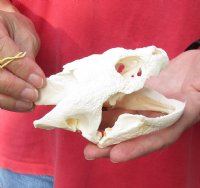 Common North American Snapping Turtle Skull 5 inches (You are buying the skull shown) for $60