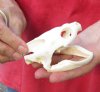 Common North American Snapping Turtle Skull 4-1/4 inches (You are buying the skull shown) for $50 (hole on side of skull)