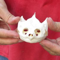 Common North American Snapping Turtle Skull 4-1/4 inches for $50 