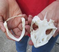 Common North American Snapping Turtle Skull 4-1/4 inches for $50 