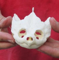 Common North American Snapping Turtle Skull 4-1/2 inches (You are buying the skull shown) for $50