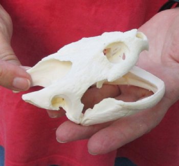 Common North American Snapping Turtle Skull 4-1/2 inches for $50