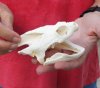 Common North American Snapping Turtle Skull 4-1/2 inches (You are buying the skull shown) for $50