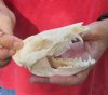 Opossum Skull 4-3/4 inches long and 2-1/4 inches wide - You are buying the skull pictured for $40 (damage to back of skull)