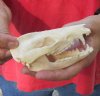 Opossum Skull 4-1/2 inches long and 2-1/4 inches wide - You are buying the skull pictured for $40 (Damage to back of skull)