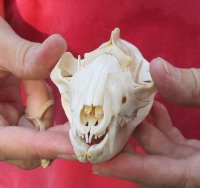 Opossum Skull 4-3/4 inches long and 2-1/2 inches wide - You are buying the skull pictured for $40 