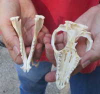 Opossum Skull 4-3/4 inches long and 2-1/2 inches wide - You are buying the skull pictured for $40 