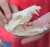 Opossum Skull 4-3/4 inches long and 2-1/2 inches wide - You are buying the skull pictured for $40 (Damage to back of skull)
