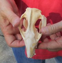 Opossum Skull 4-3/4 inches long and 2-1/2 inches wide - You are buying the skull pictured for $40 (Damage to back of skull)