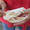 Opossum Skull 5-1/2 inches long and 2-1/2 inches wide - You are buying the skull pictured for $40